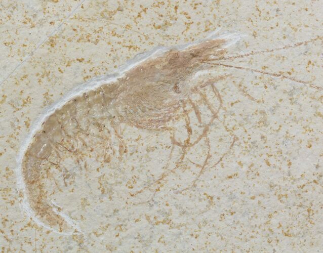 Detailed, Jurassic Fossil Shrimp (Antrimpos) - Solnhofen #50993